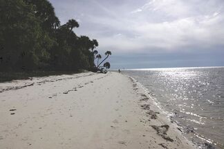 Picture of a beach with palm treesin the distance