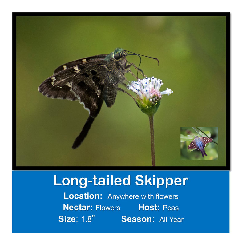 Long-tailed Skipper