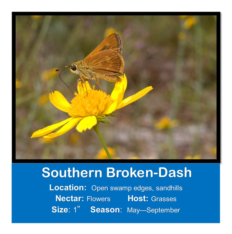 Southern Broken-dash