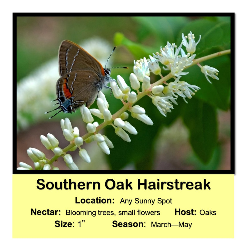 Southern Oak Hairstreak