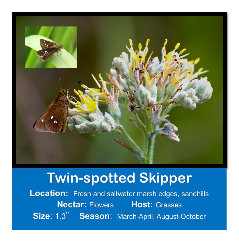 Twin-spotted Skipper